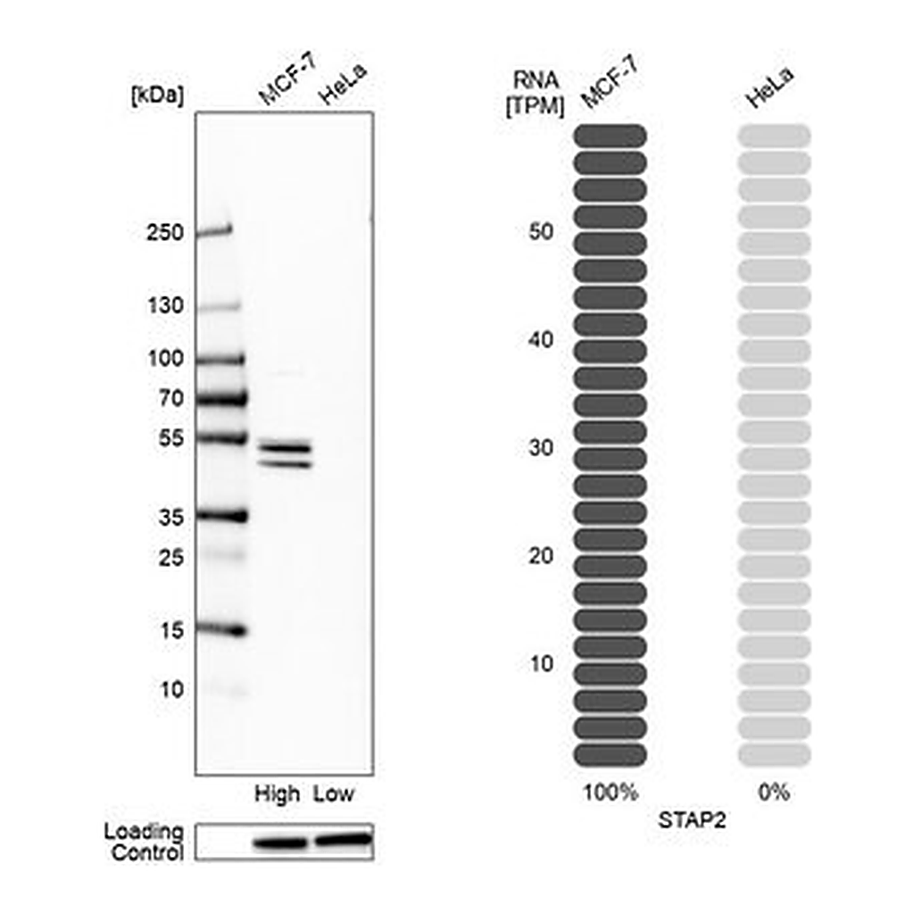 Merck Anti-STAP2 antibody produced in rabbit
