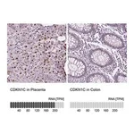 Merck Anti-CDKN1C antibody produced in rabbit