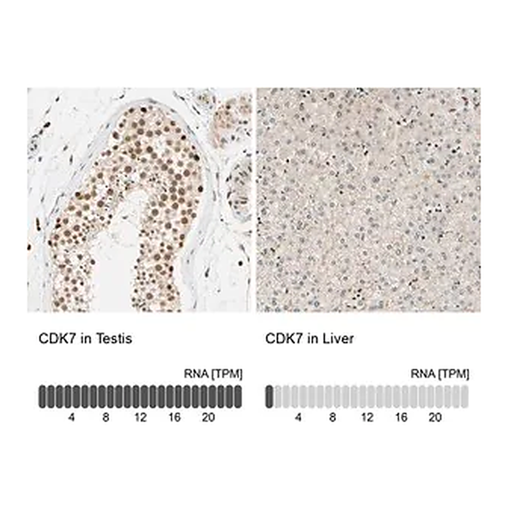 Merck Anti-CDK7 antibody produced in rabbit