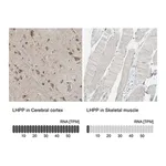 Merck Anti-LHPP antibody produced in rabbit