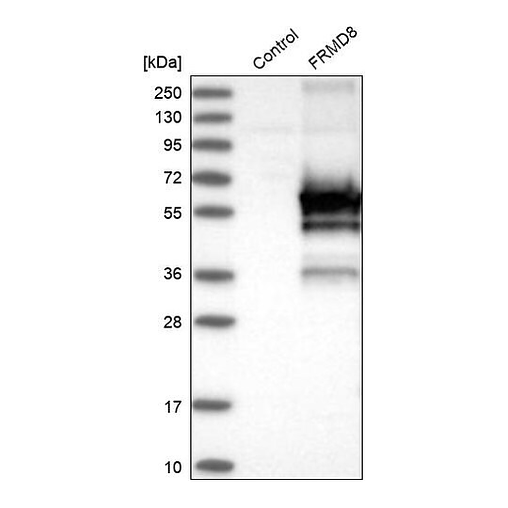 Merck Anti-FRMD8 antibody produced in rabbit