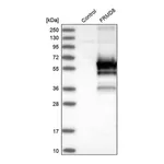 Merck Anti-FRMD8 antibody produced in rabbit
