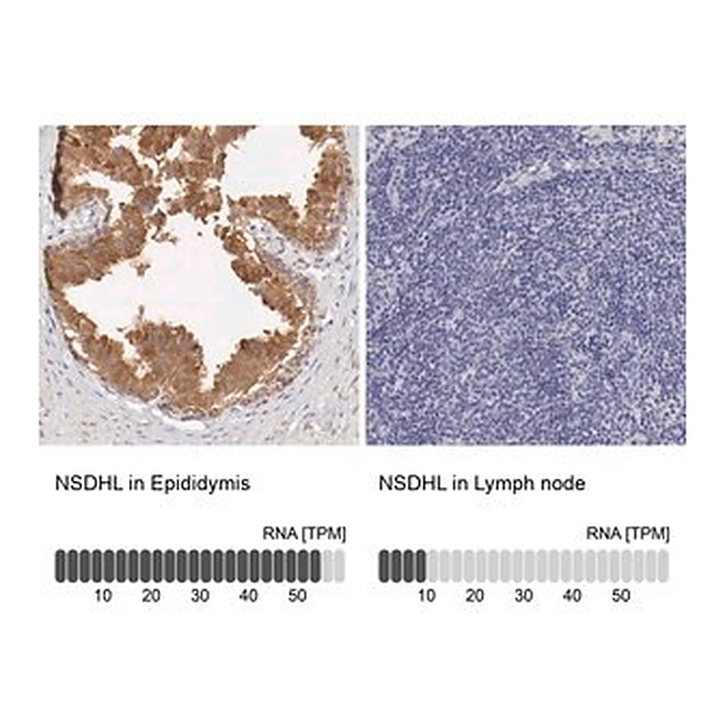 Merck Anti-NSDHL antibody produced in rabbit