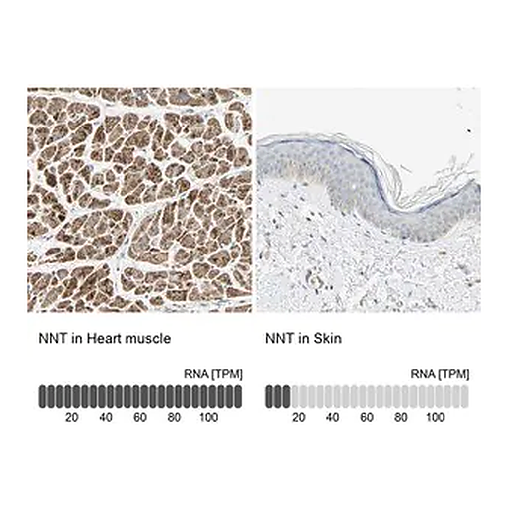 Merck Anti-NNT antibody produced in rabbit