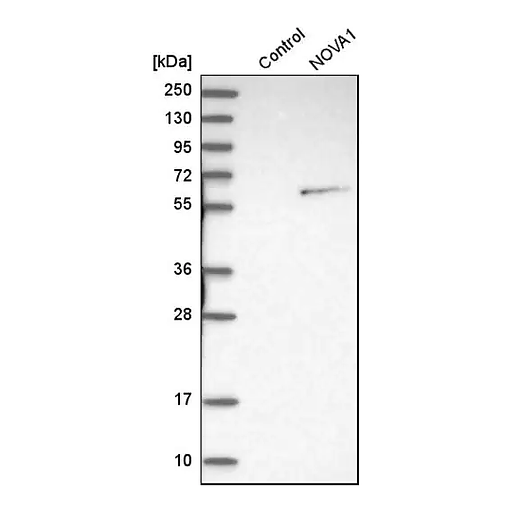Merck Anti-NOVA1 antibody produced in rabbit