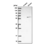 Merck Anti-NOVA1 antibody produced in rabbit