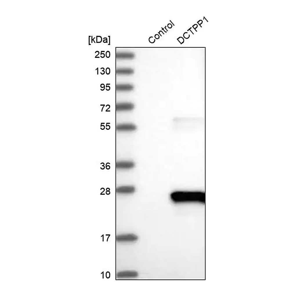 Merck Anti-DCTPP1 antibody produced in rabbit