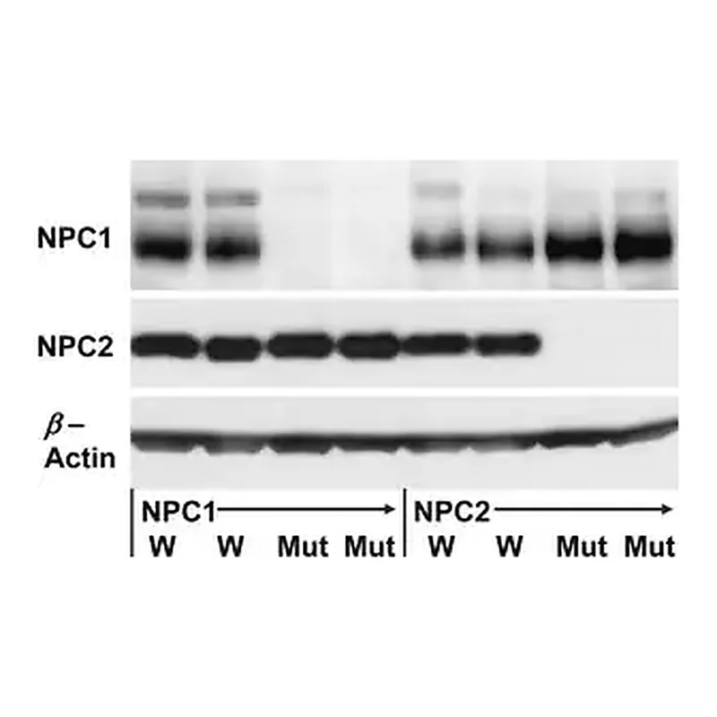 Merck Anti-NPC2 antibody produced in rabbit