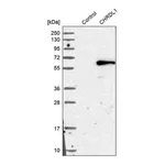 Merck Anti-CHRDL1 antibody produced in rabbit