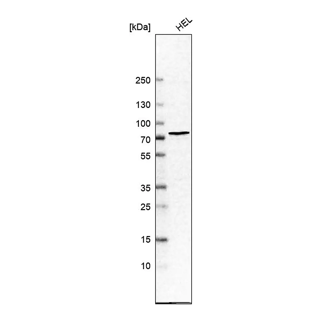 Merck Anti-CHEK2 antibody produced in rabbit
