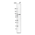 Merck Anti-CHEK2 antibody produced in rabbit