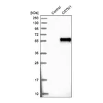 Merck Anti-OSTM1 antibody produced in rabbit