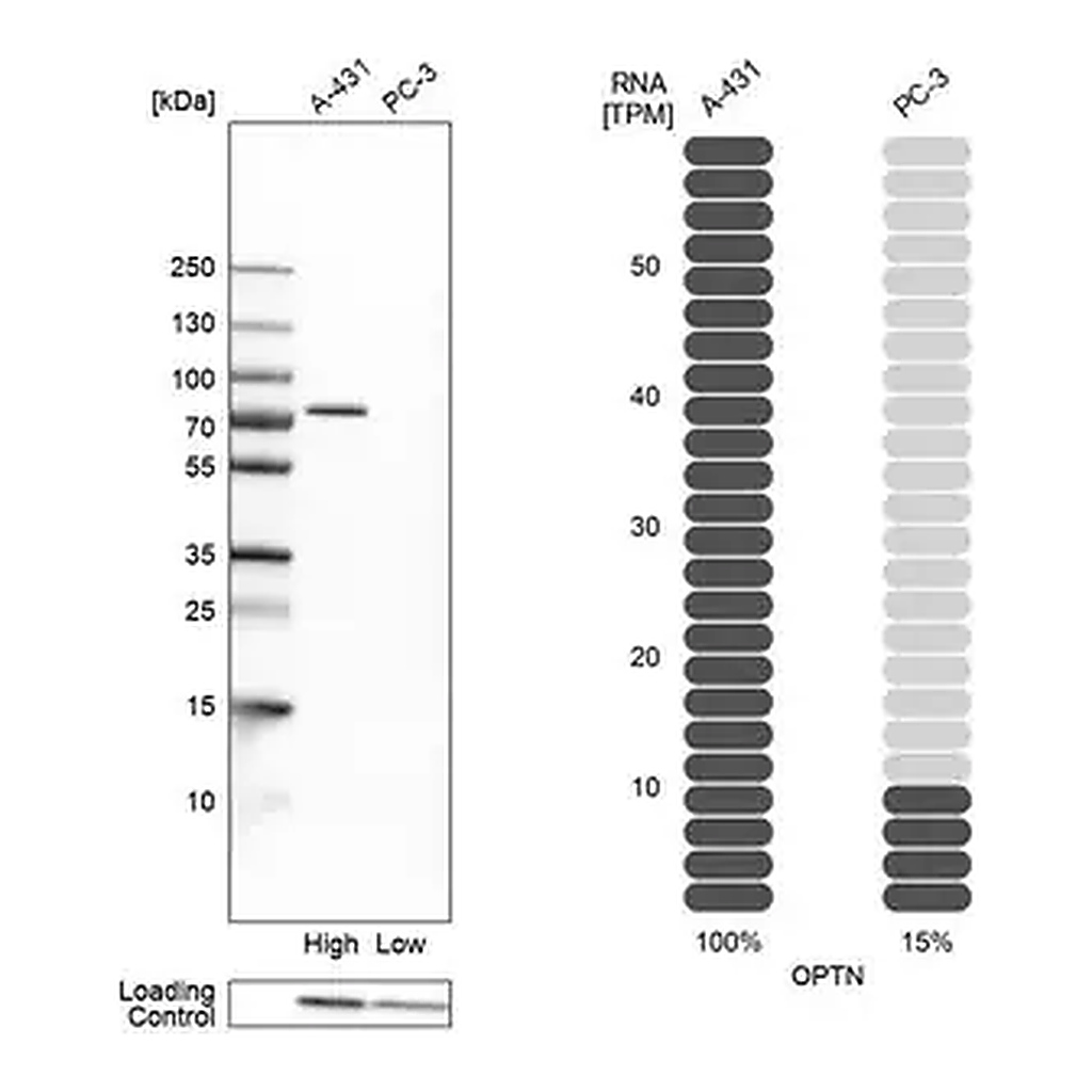 Merck Anti-OPTN antibody produced in rabbit