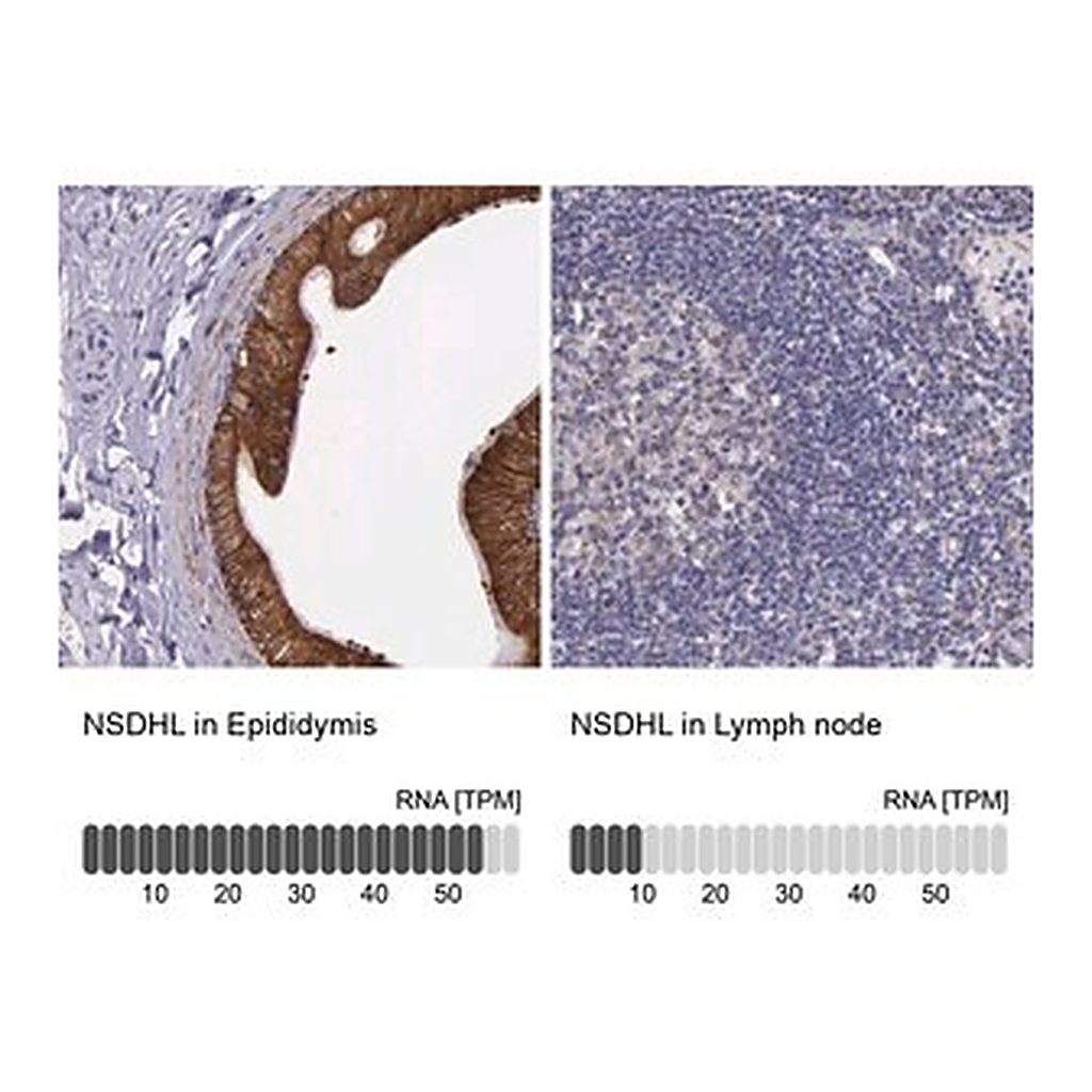 Merck Anti-NSDHL antibody produced in rabbit