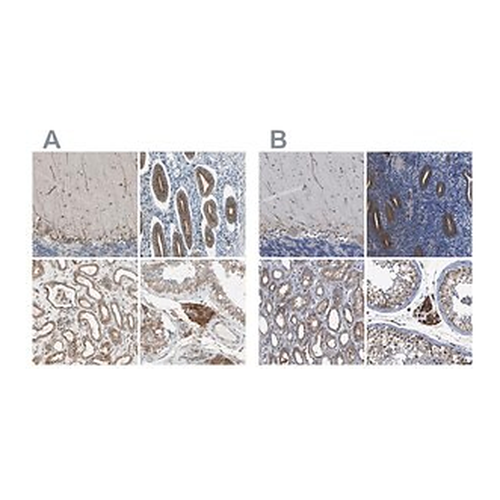 Merck Anti-CLCC1 antibody produced in rabbit