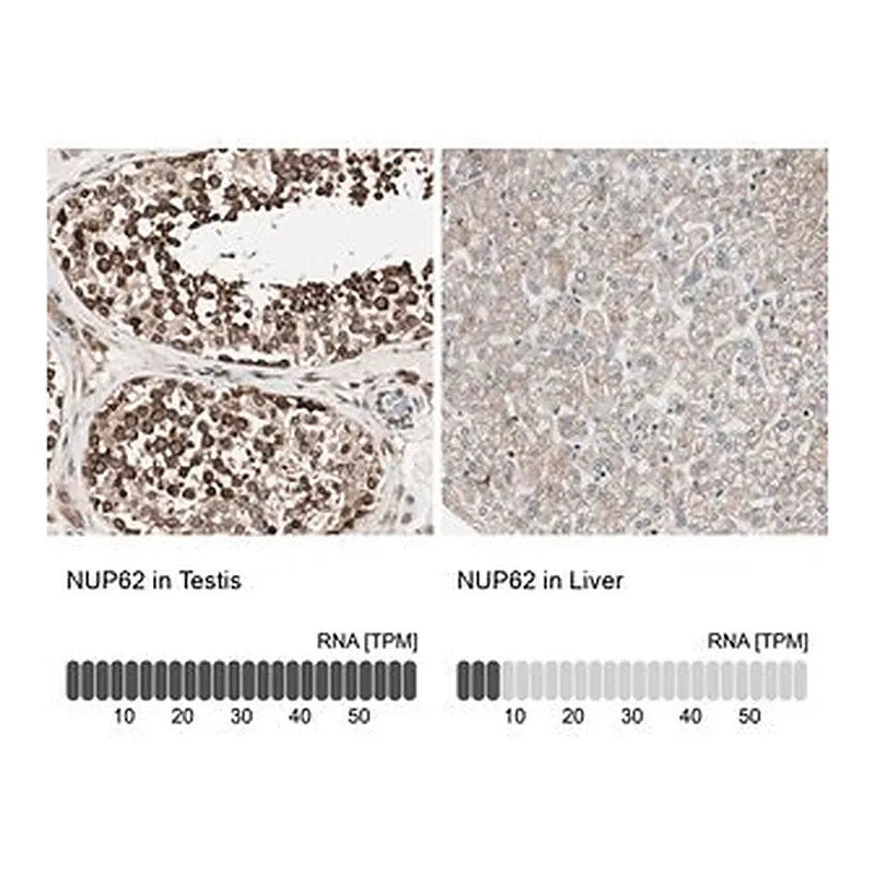 Merck Anti-NUP62 antibody produced in rabbit