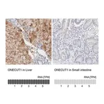 Merck Anti-ONECUT1 antibody produced in rabbit