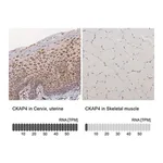 Merck Anti-CKAP4 antibody produced in rabbit