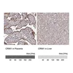 Merck Anti-CRIM1 antibody produced in rabbit