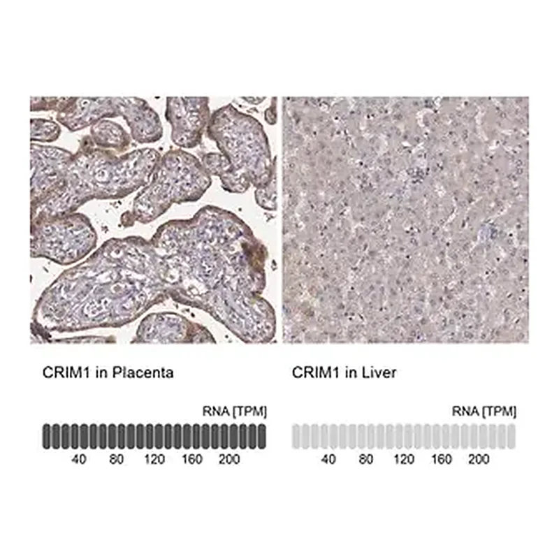Merck Anti-CRIM1 antibody produced in rabbit