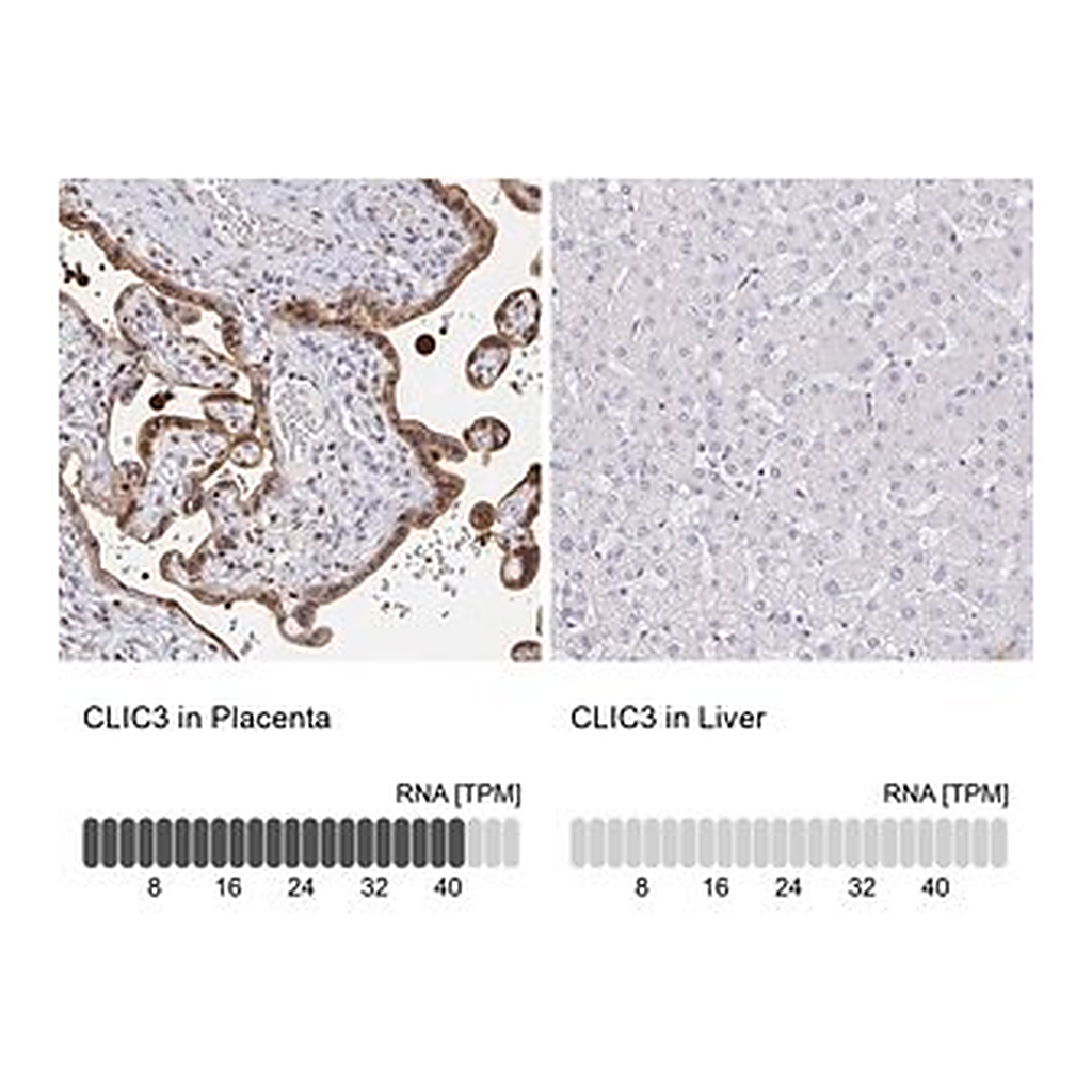 Merck Anti-CLIC3 antibody produced in rabbit