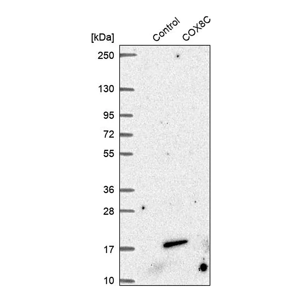 Merck Anti-COX8C antibody produced in rabbit