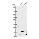 Merck Anti-COX8C antibody produced in rabbit