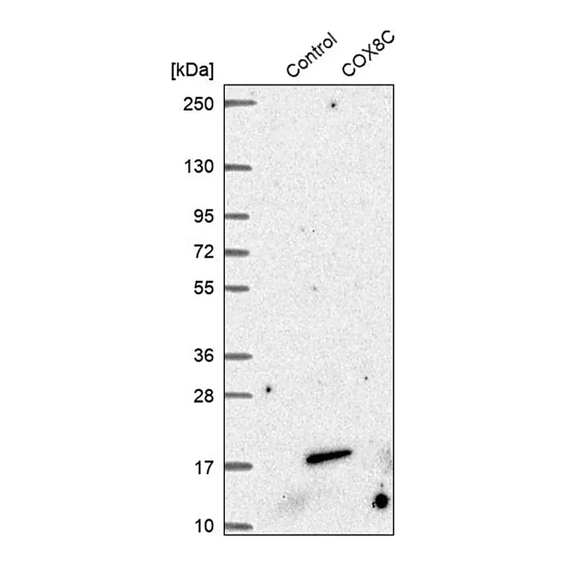 Merck Anti-COX8C antibody produced in rabbit