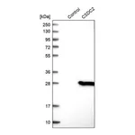 Merck Anti-CSDC2 antibody produced in rabbit