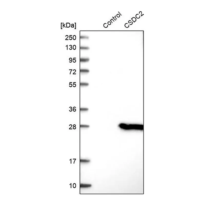 Merck Anti-CSDC2 antibody produced in rabbit