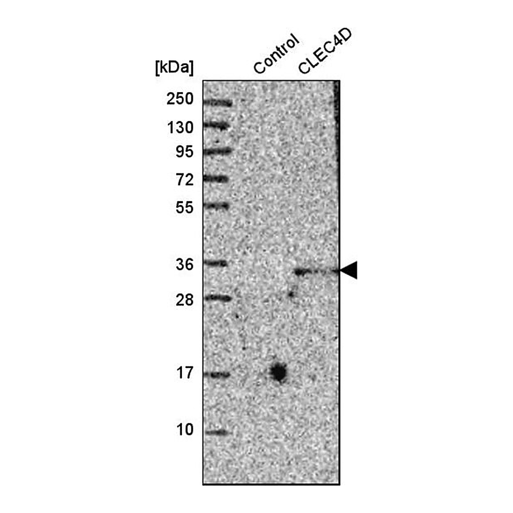 Merck Anti-CLEC4D antibody produced in rabbit