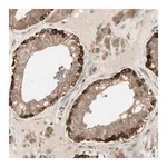 Merck Anti-OXSR1 antibody produced in rabbit