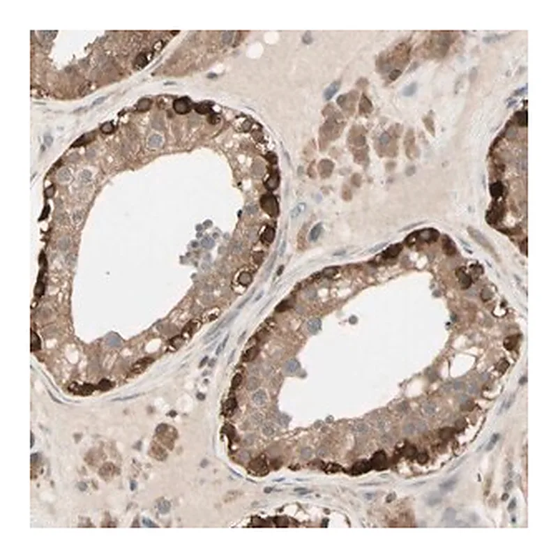 Merck Anti-OXSR1 antibody produced in rabbit
