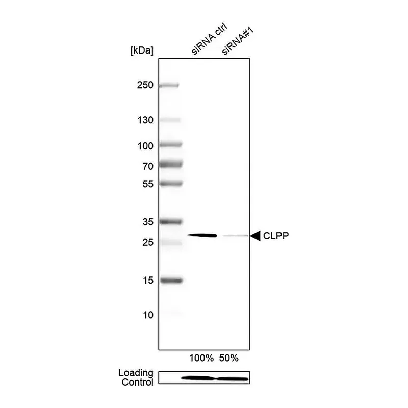 Merck Anti-CLPP antibody produced in rabbit