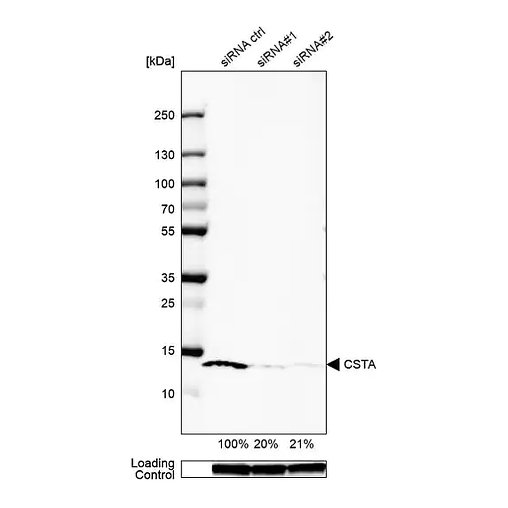 Merck Anti-CSTA antibody produced in rabbit