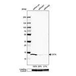 Merck Anti-CSTA antibody produced in rabbit