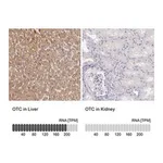 Merck Anti-OTC antibody produced in rabbit