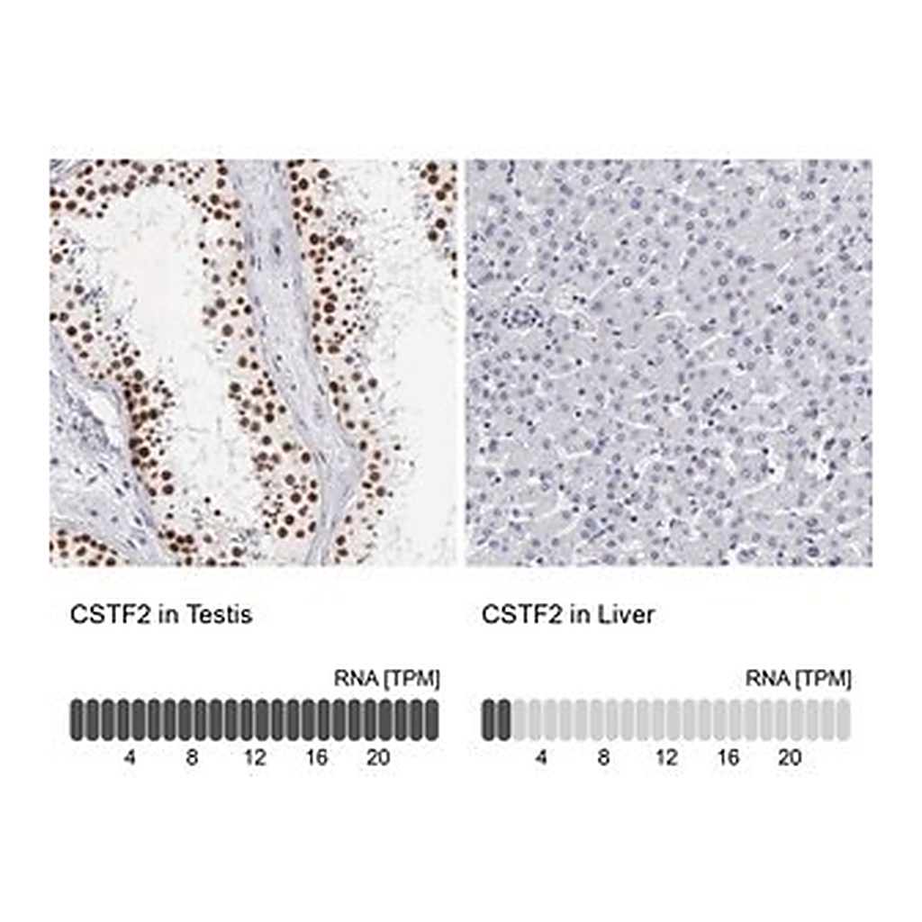 Merck Anti-CSTF2 antibody produced in rabbit