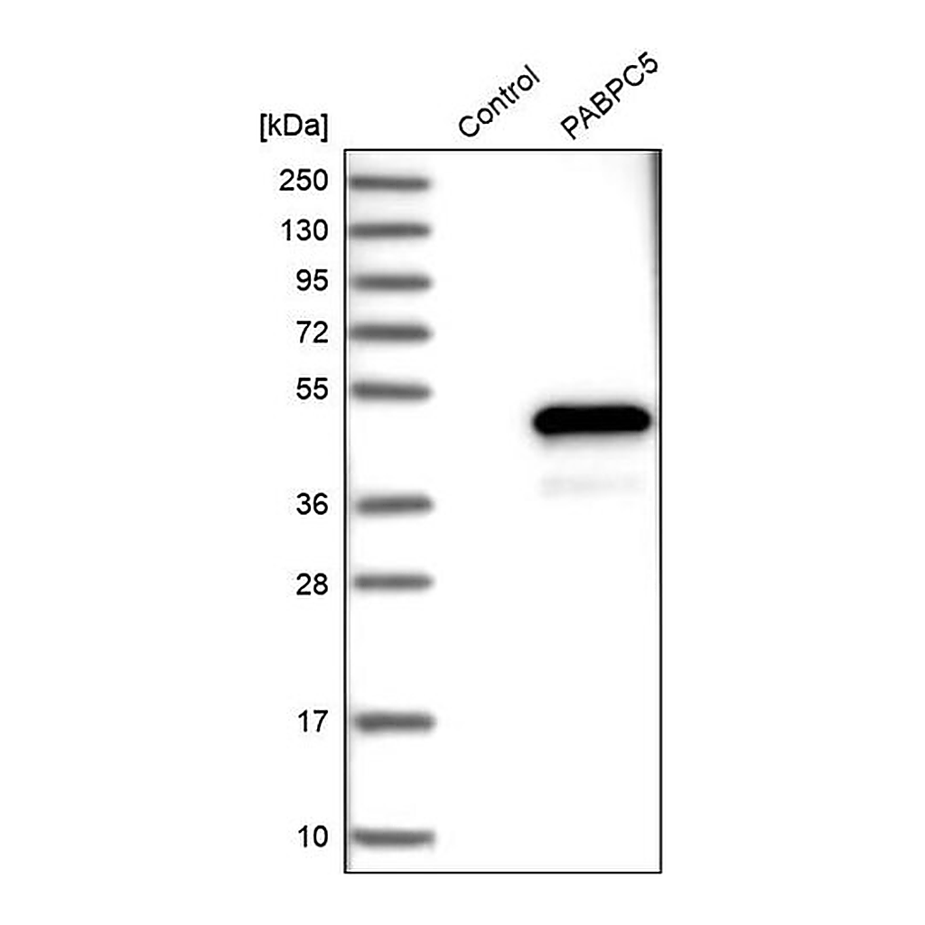 Merck Anti-PABPC5 antibody produced in rabbit