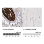 Merck Anti-CLU antibody produced in rabbit