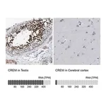 Merck Anti-CREM antibody produced in rabbit