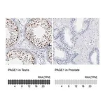 Merck Anti-PAGE1 antibody produced in rabbit