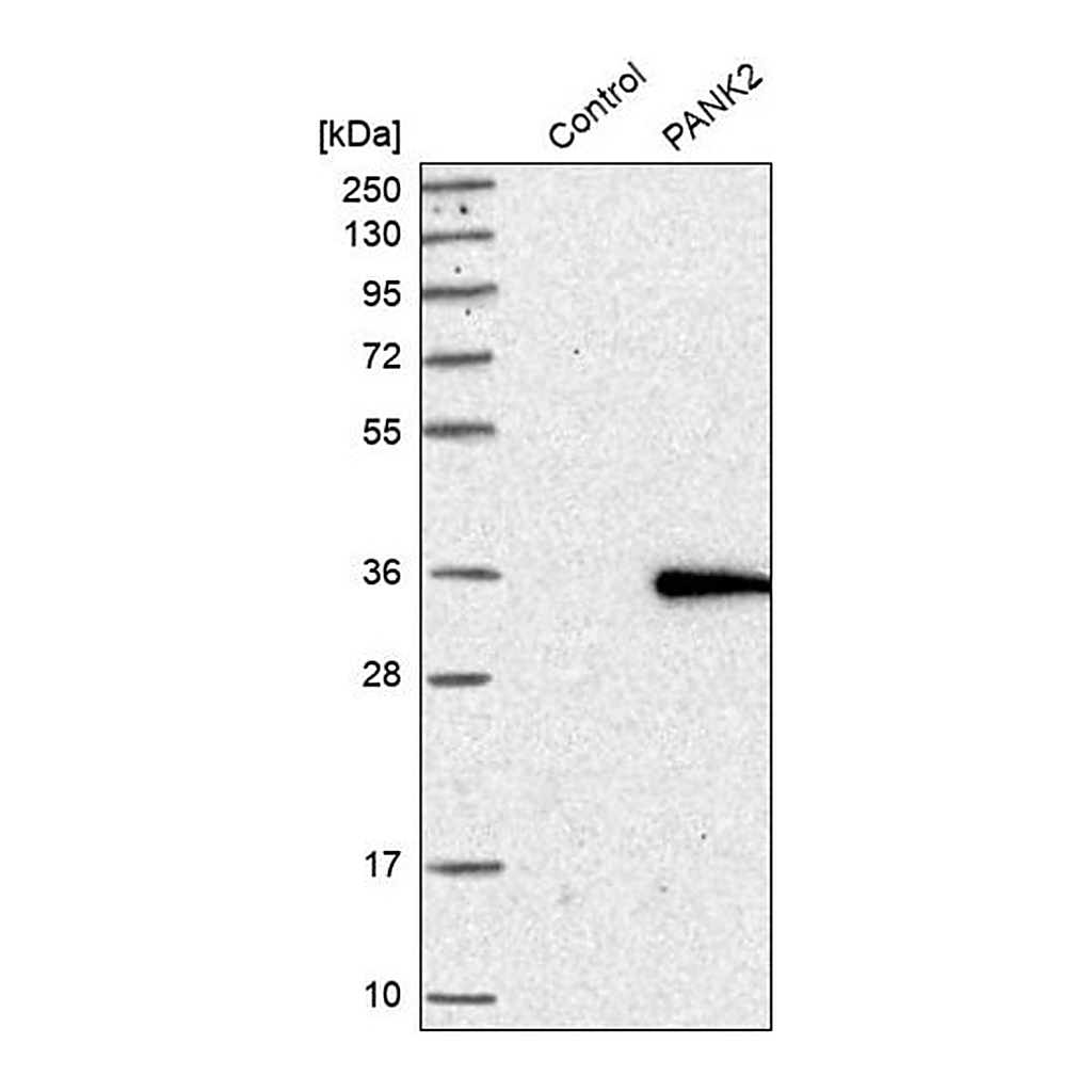 Merck Anti-PANK2 antibody produced in rabbit