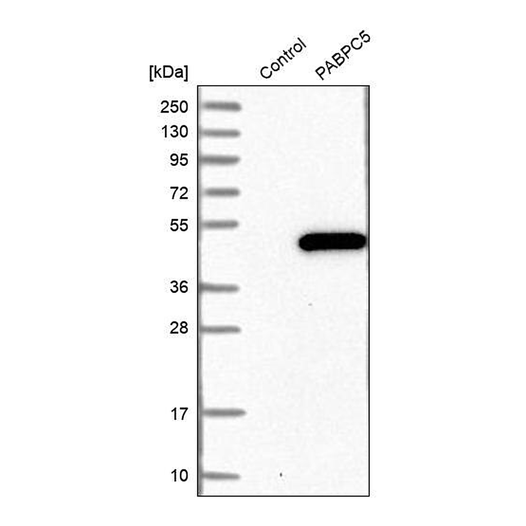 Merck Anti-PABPC5 antibody produced in rabbit