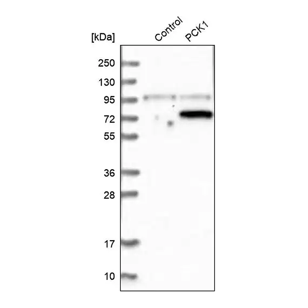 Merck Anti-PCK1 antibody produced in rabbit