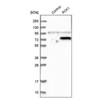 Merck Anti-PCK1 antibody produced in rabbit