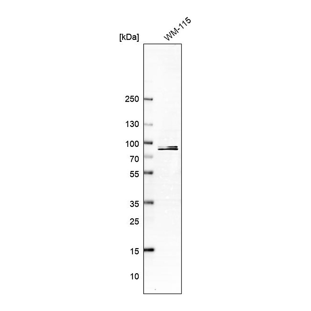 Merck Anti-PCDHB15 antibody produced in rabbit