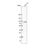 Merck Anti-PCDHB15 antibody produced in rabbit
