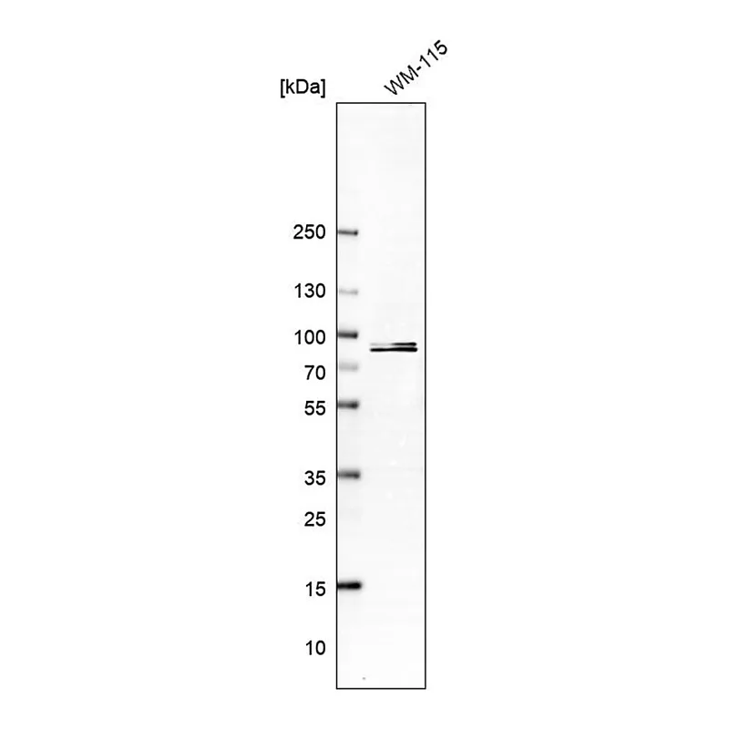 Merck Anti-PCDHB15 antibody produced in rabbit