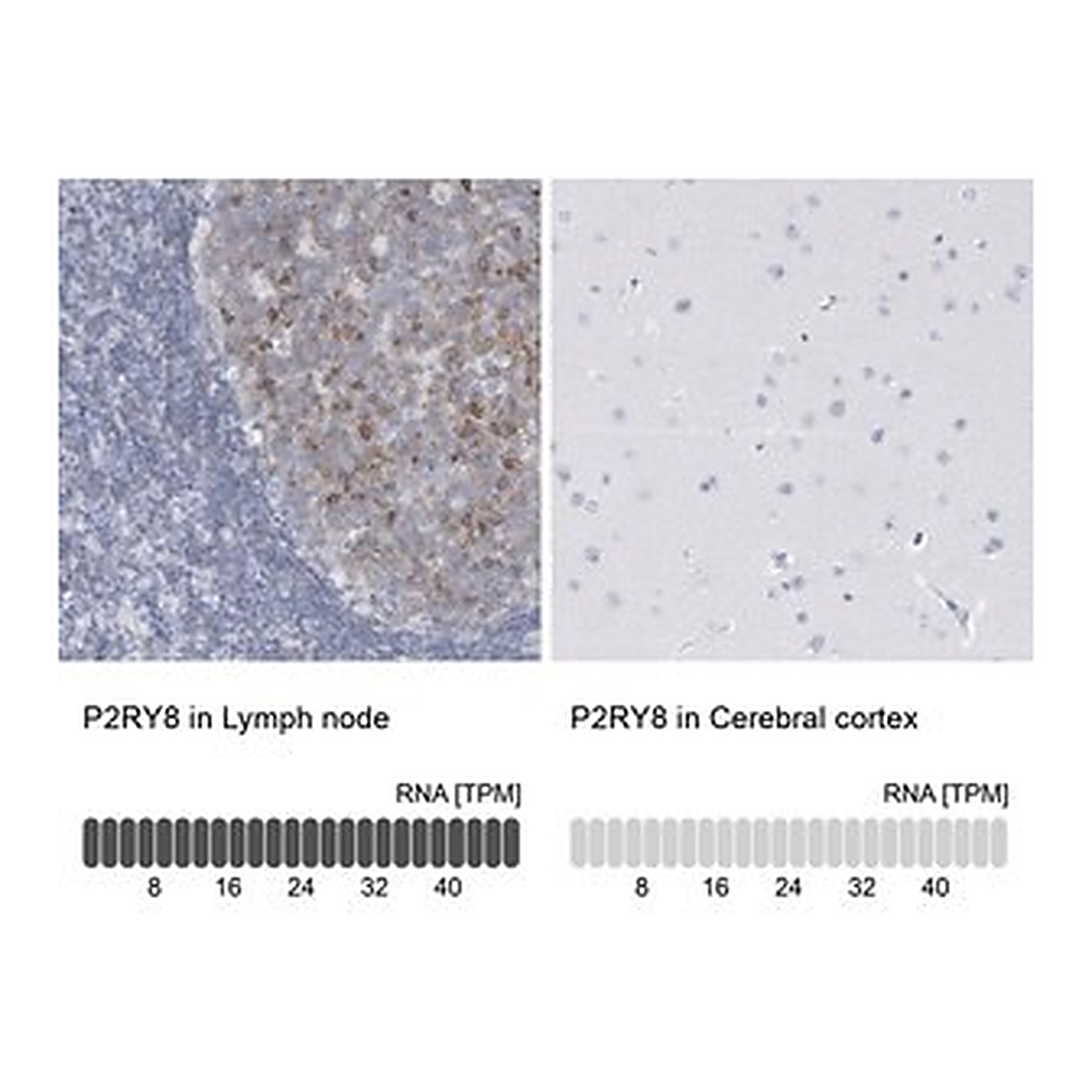 Merck Anti-P2RY8 antibody produced in rabbit